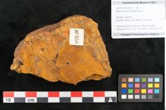 Foto (Objekt + Etikett) von Myrica koninki Ettingshausen (NHMW-GEO-2024-0188-10358)